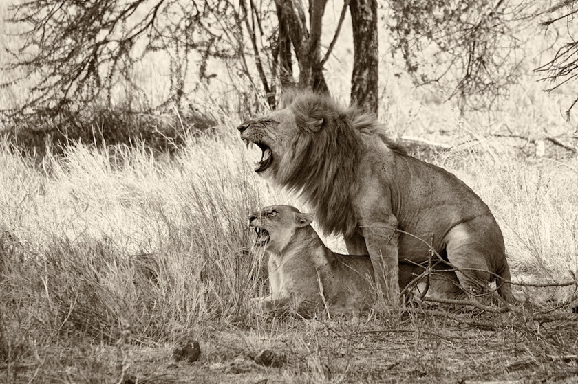lejon i Namibia
