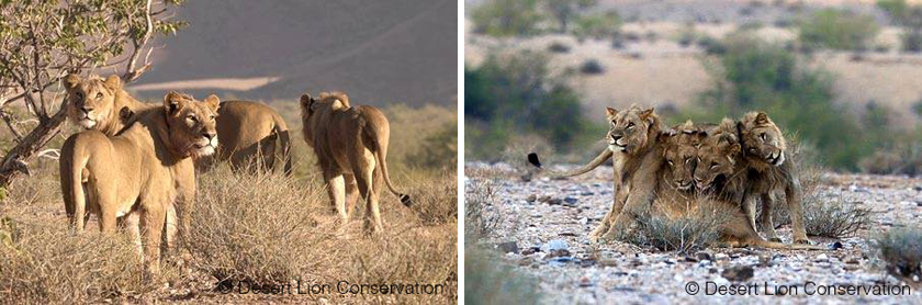 lejon i Namibia