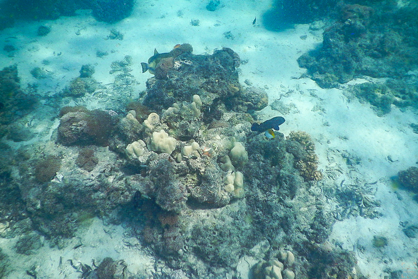 Bazaruto Anatara snorkling house reef