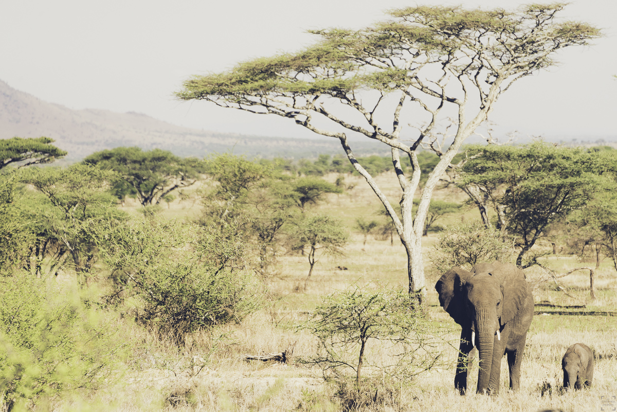 Safari i Tanzania, bästa julresan