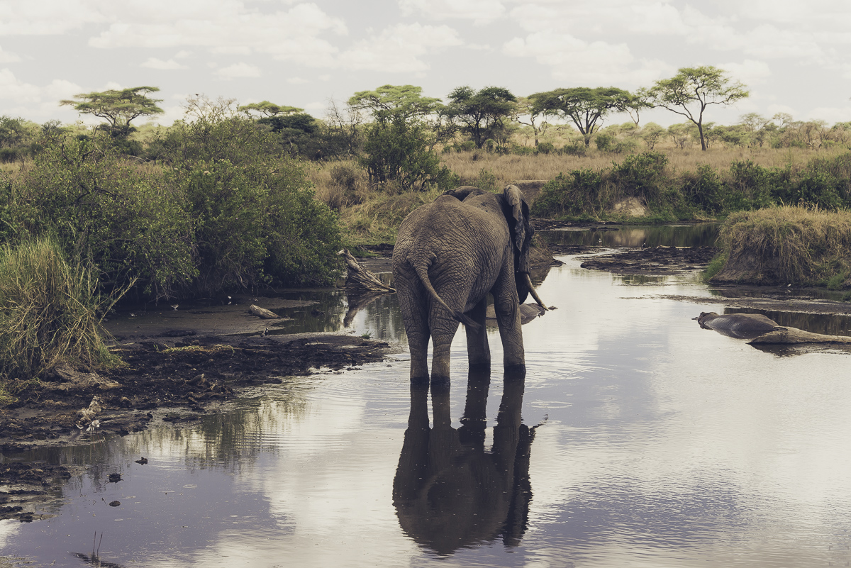 Safari i Tanzania, bästa julresan