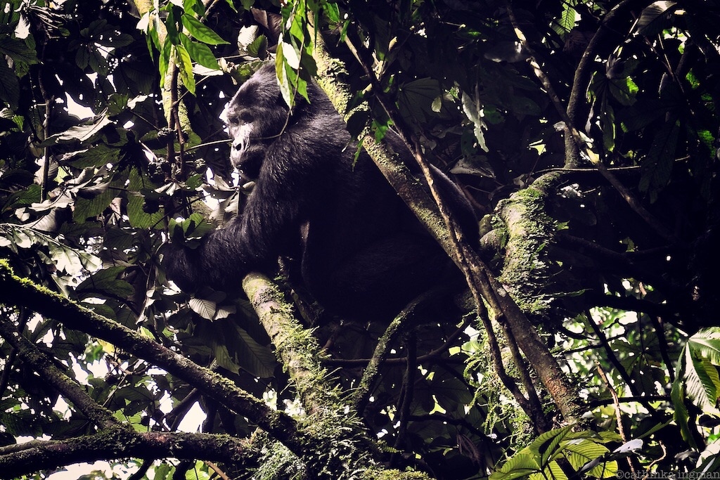 UGANDA – Bwindi’s Impenetrable Forest