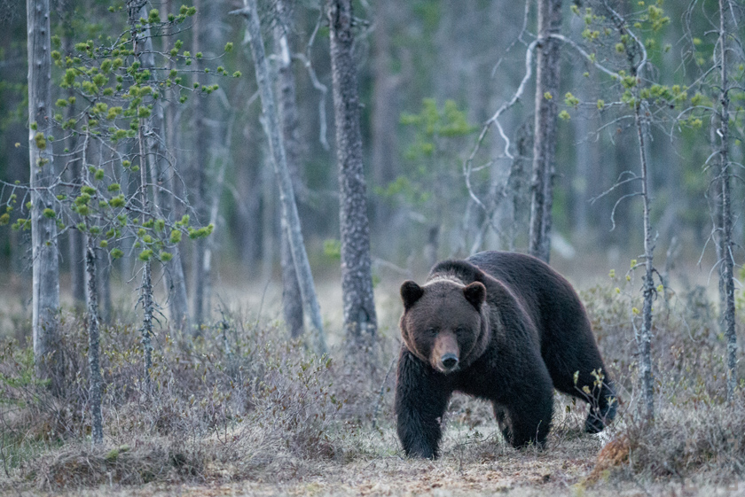 Wild Brown Bear Lodge, björn