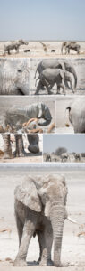 Safari Etosha Ongava elefanter