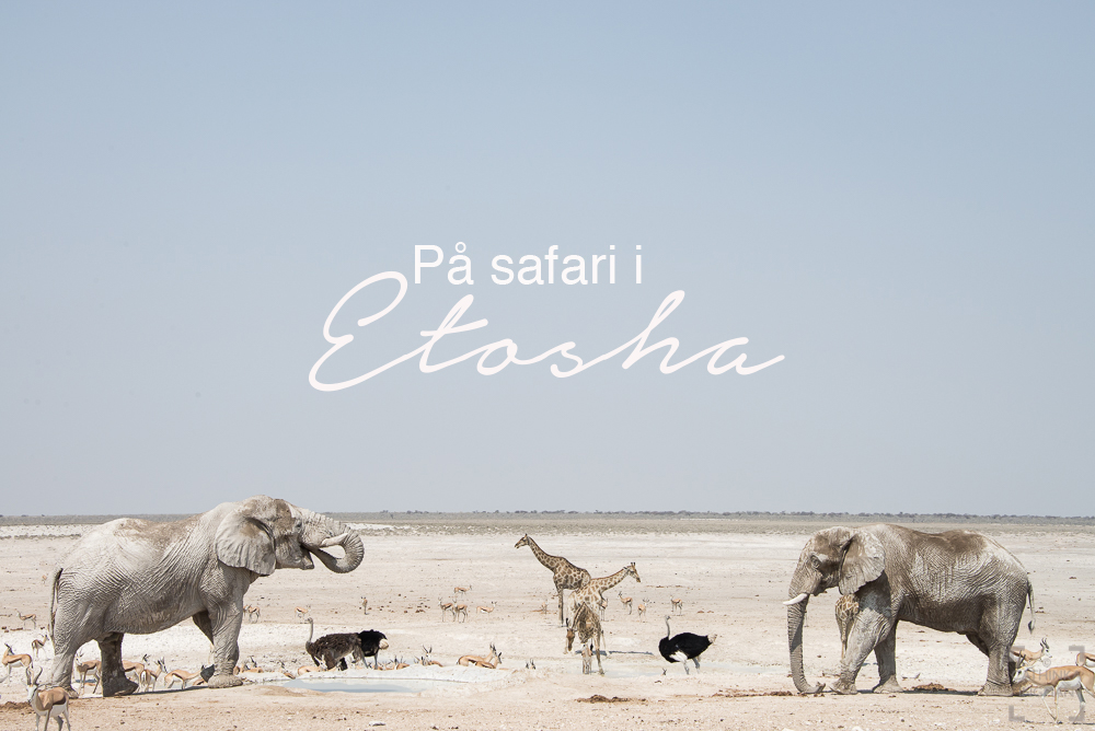 Resa till Namibia