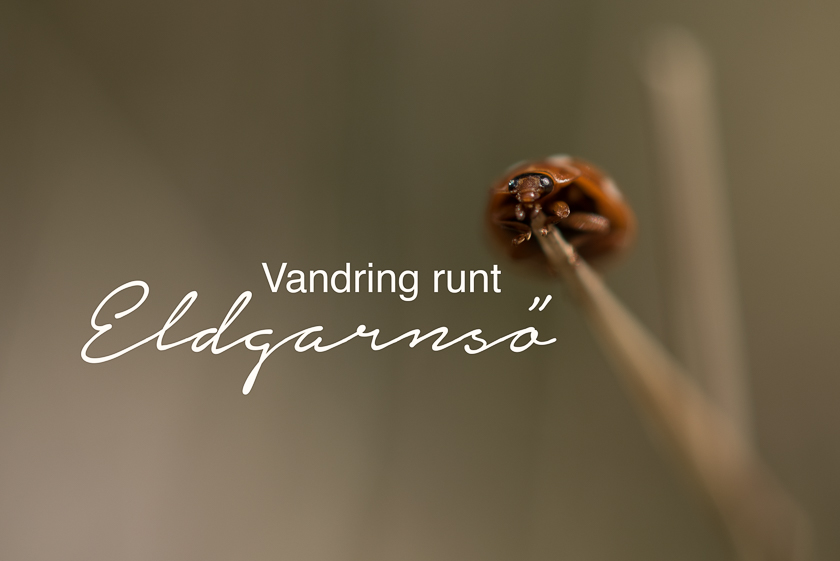 Vandring runt Eldgarnsö – i jakt på våren bland sippor, knopp och småkryp