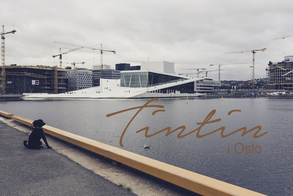 Tintin i Oslo – om att resa med hund till Norge