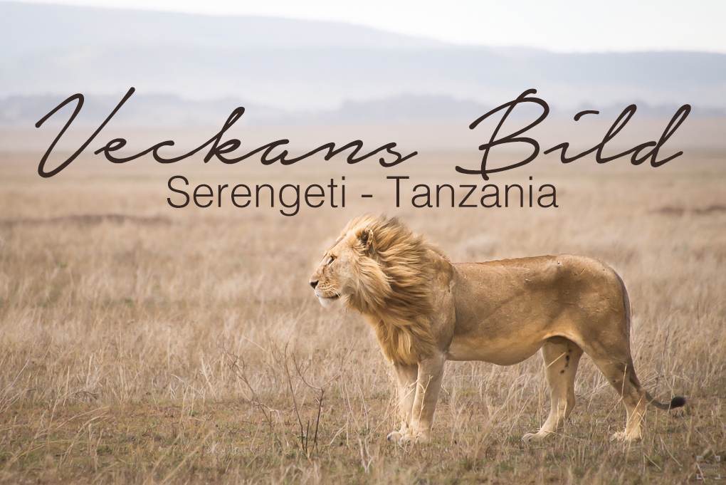 Veckans Bild – Serengeti Tanzania
