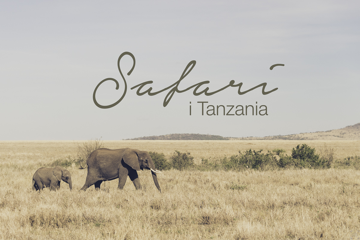 Den bästa julresan? – Safari i Tanzania