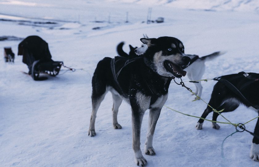 Hundspann på Svalbard, reseblogg Svalbard, www.cathinkaingman.se