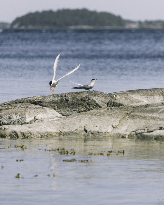 Vandra på Gålö, Reseblogg, Vandringar i Stockholmstrakten 