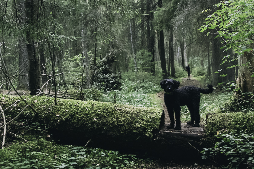 Roslagsleden etapp 11, vandringar i Stockholmstrakten, vandra med hund