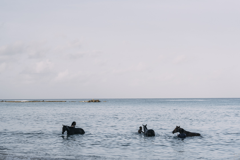 Simmande hästar på Barbados, Pebbles Beach