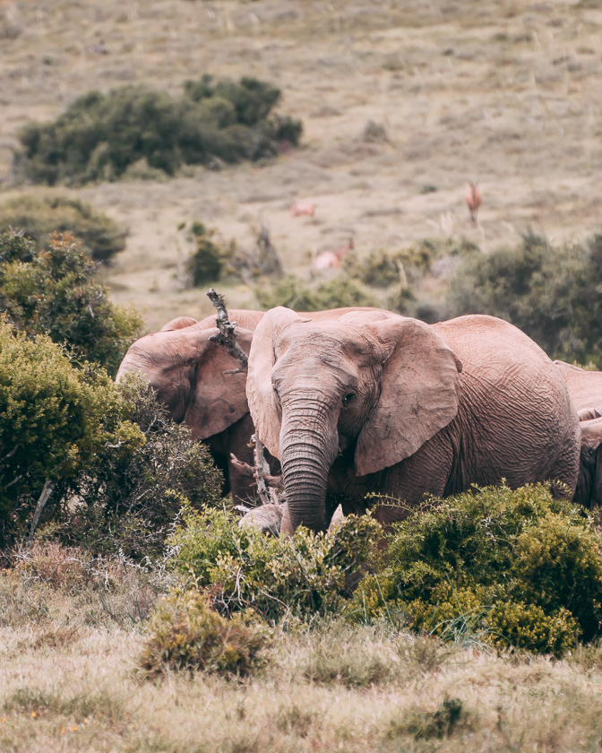 resa till sydafrika, addo elephant park