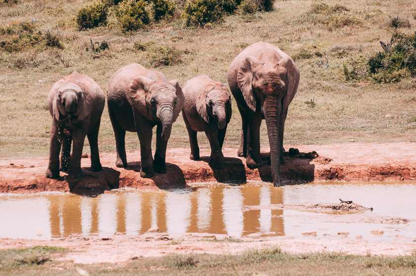 resa till sydafrika, addo elephant park