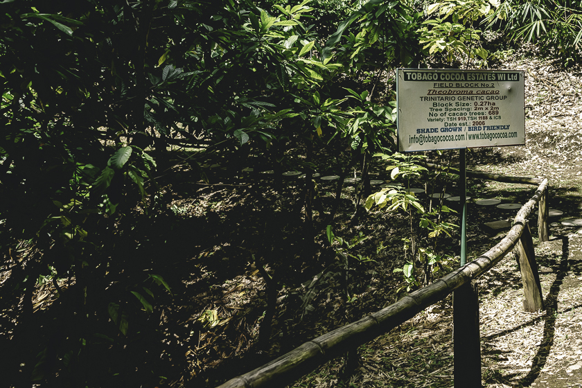 Tobago Cocoa Estate
