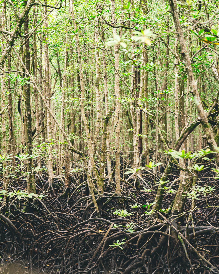 Mangroveträsk Kilim Geoforest Park