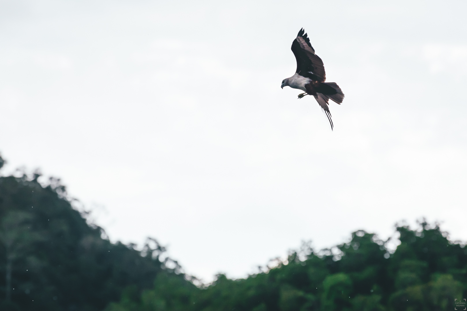 örnar i Kilim geoforest Langkawi