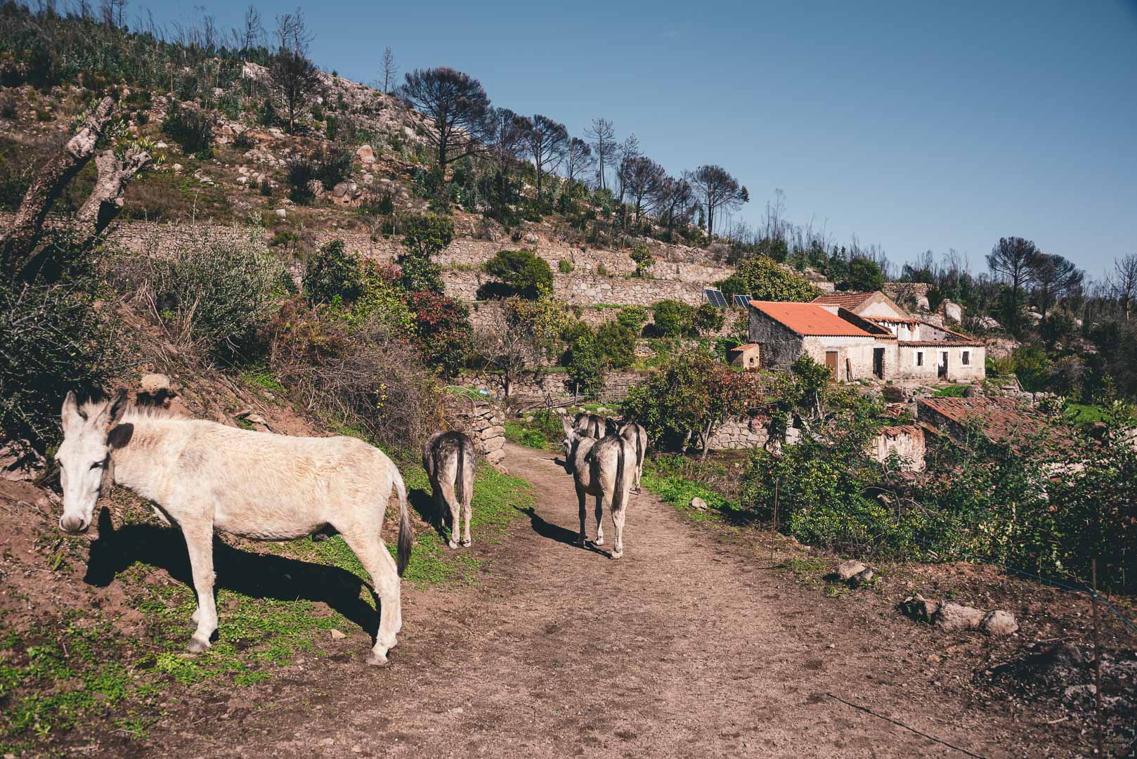 vandra med åsnor på Algarve