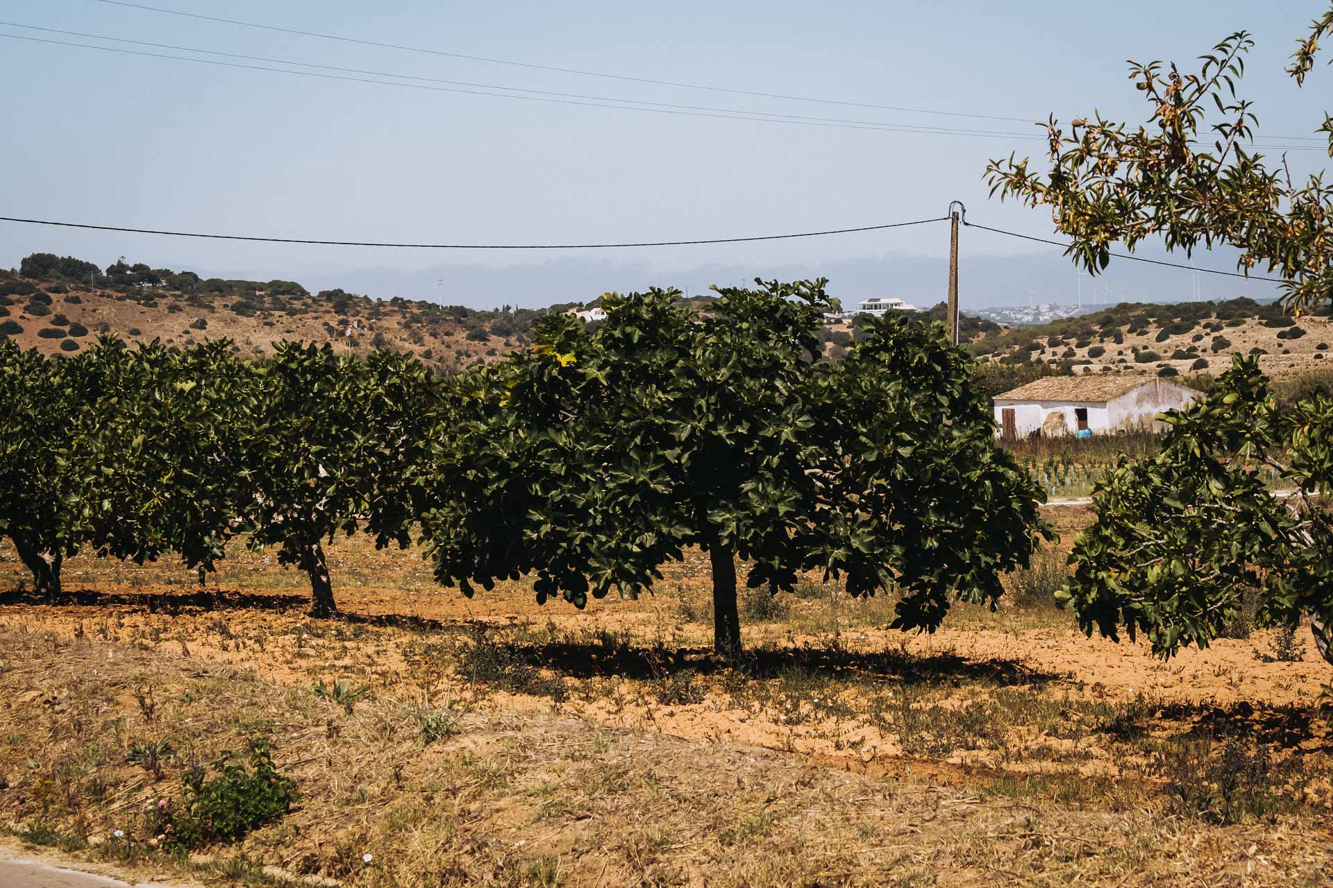 biodlare lagos algarve