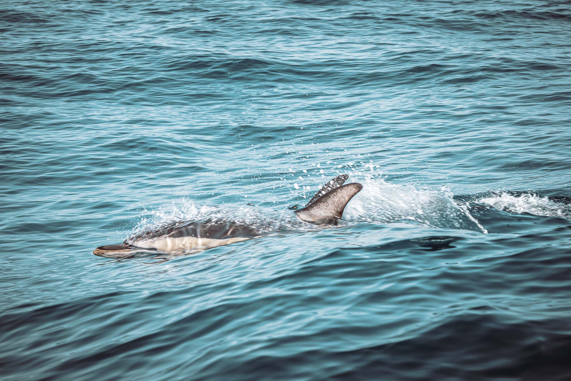 Delfiner i Lagos – en underbar morgon!