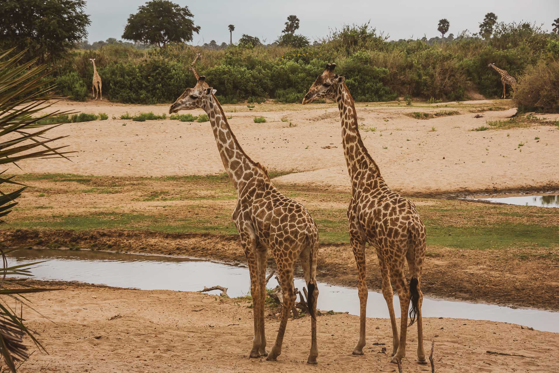 På safari i Nyerere National Park