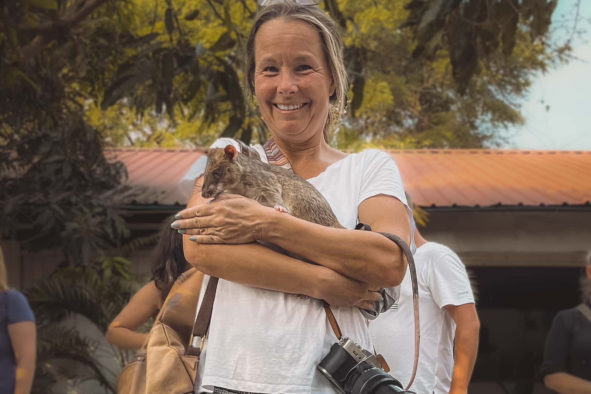 Bland de häpnadsväckande, minröjande råttorna i Siem Reap, Kambodja