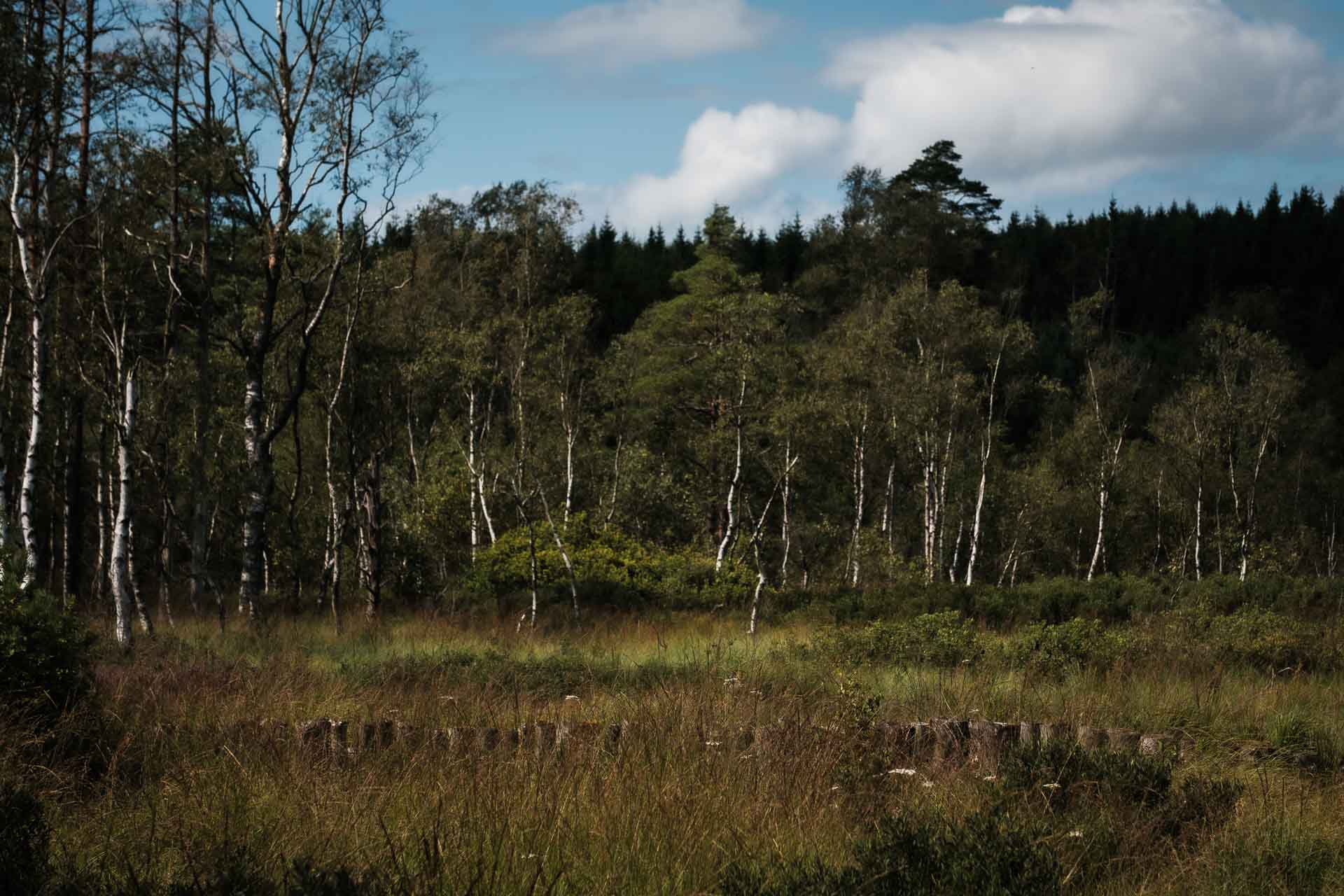 Djurholmens strövområde, Naturreservatet Djurholmamossen , vandring