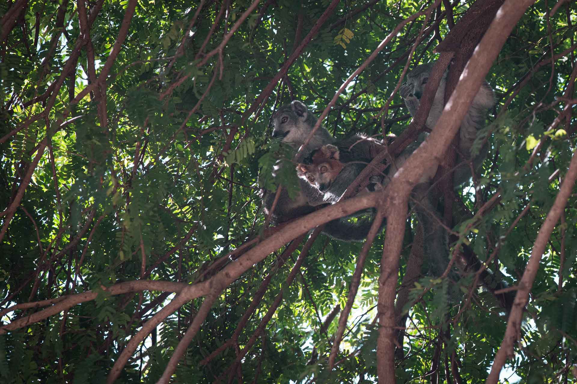 Madagaskar, Tsingy Rouge, Red Tsingy, möte med kronlemuren