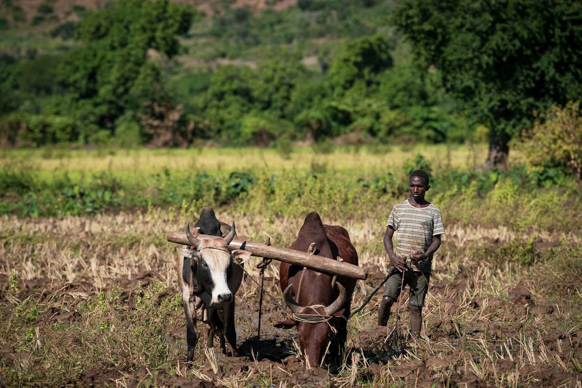 Madagaskar, gatuliv längs vägen mellan Amber och Tsingy Rouge, man som plöjer