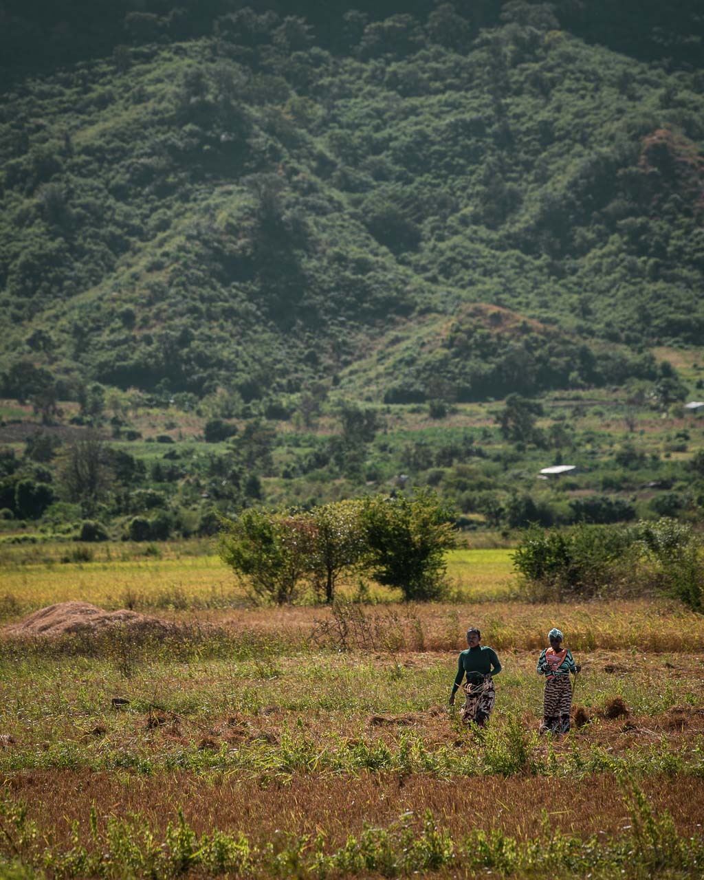 Madagaskar, gatuliv längs vägen mellan Amber och Tsingy Rouge, kvinnor som jobbar på fälten