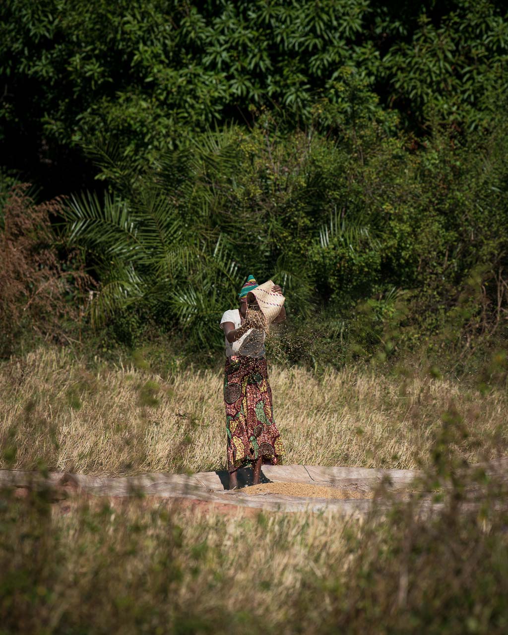 Madagaskar, gatuliv längs vägen mellan Amber och Tsingy Rouge, kvinna som siktar torkat ris