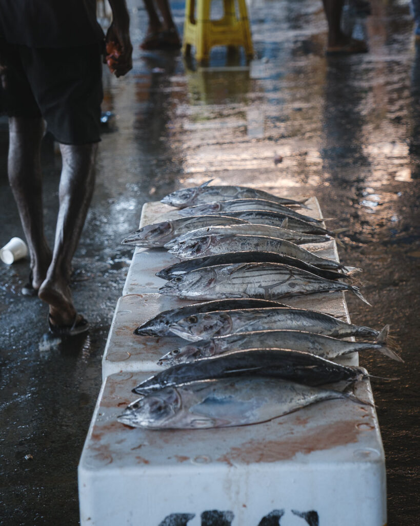 Negombo fiskmarknad, Sri Lanka, fiskar på rad