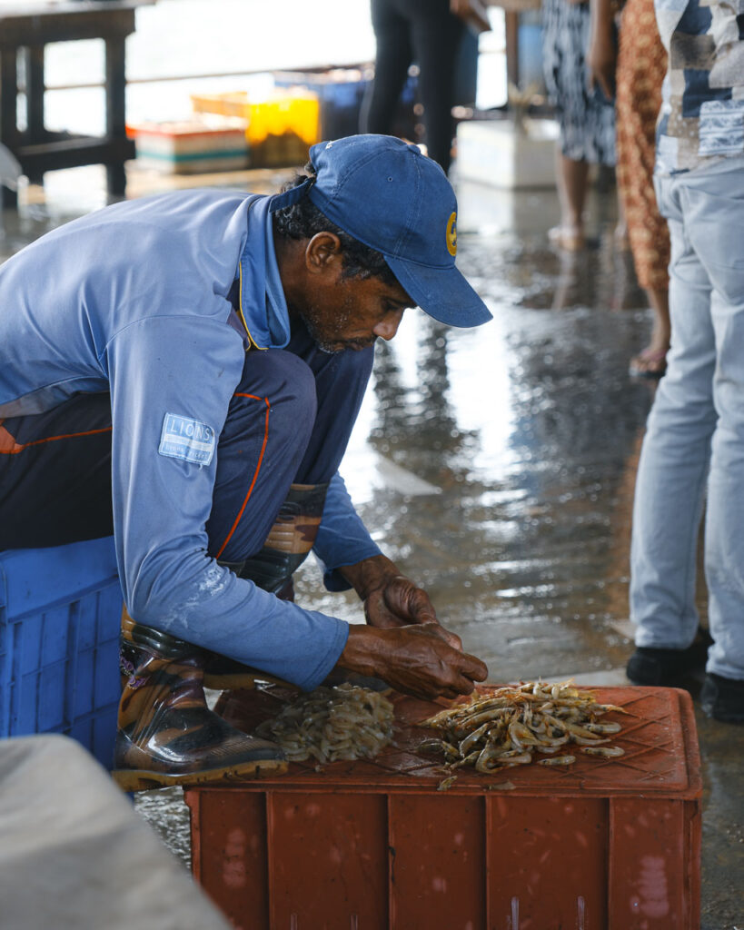 Negombo fiskmarknad, Sri Lanka, man pysslar med sin fisk.