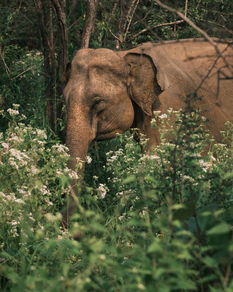 Elefant Sigiriya, Hurulu Eco Park