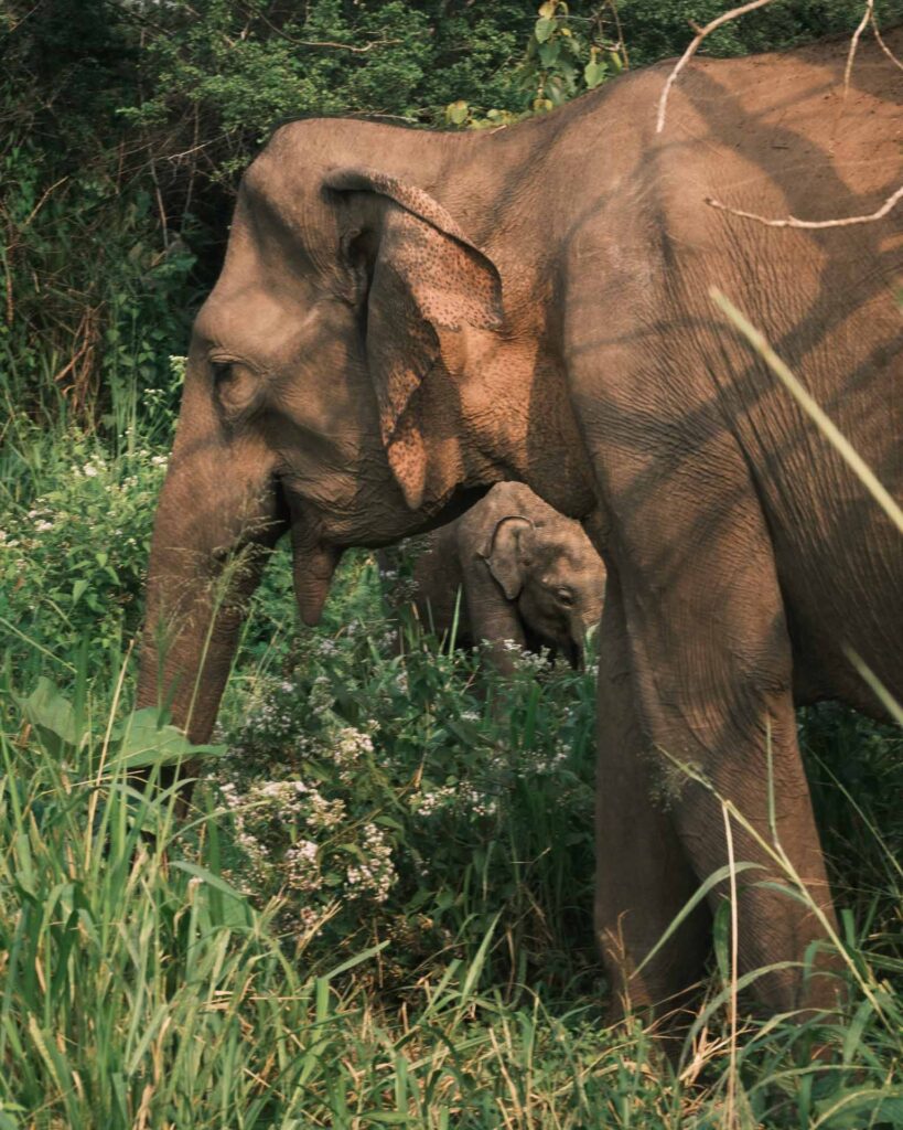 Elefantbebis, Sigiriya, Hurulu Eco Park