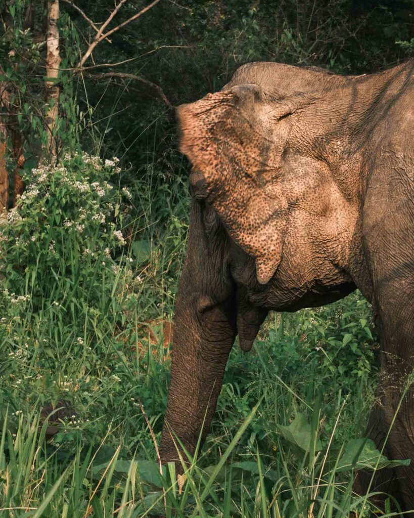 Elefantöra, Sigiriya, Hurulu Eco Park