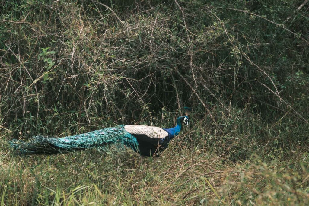 Elefantsafari i Sigiriya som även bjuder på andra djur här en påfågel, Hurulu Eco Park.