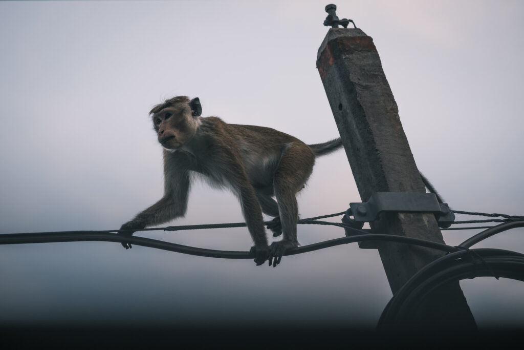 Elefantsafari i Sigiriya som även bjuder på andra djur här en apa, Hurulu Eco Park.