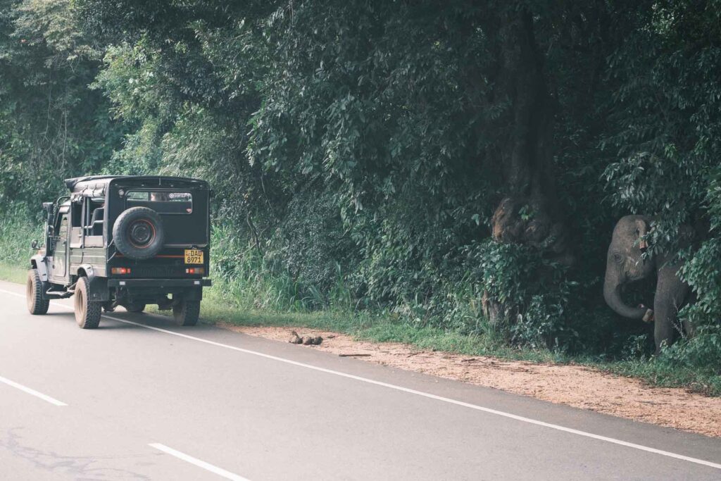 Elefantsafari i Sigiriya Hurulu Eco Park. men du kan se elefanter även utanför pakterna.