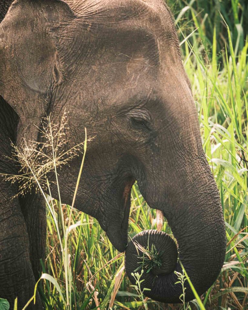 Ätande elefant Hurulu