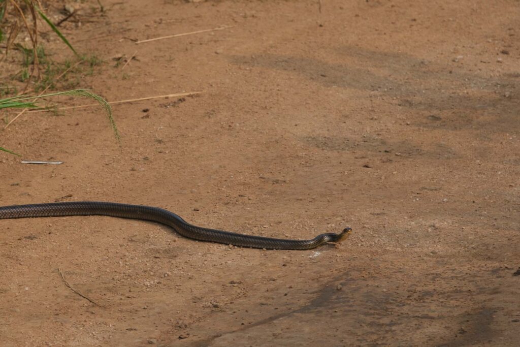 Elefantsafari i Sigiriya som även bjuder på andra djur här en orm, Hurulu Eco Park.