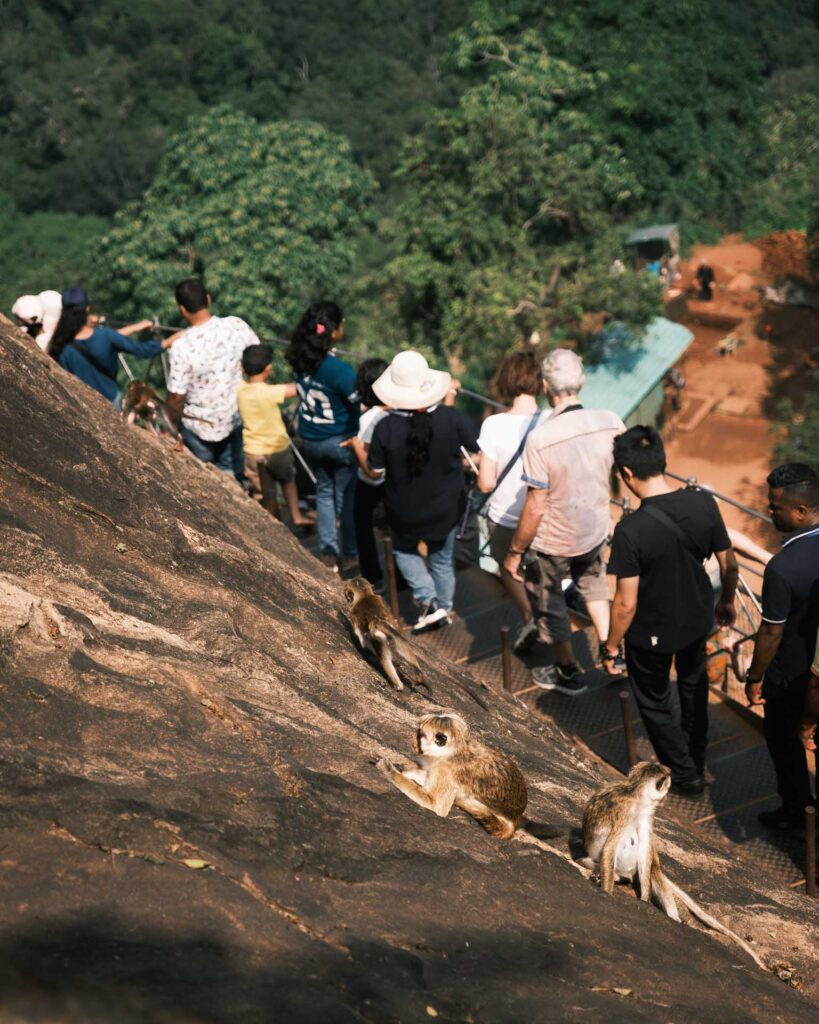 Lejonklippan, Sigiriya, ett världsarv som aporna gillar.