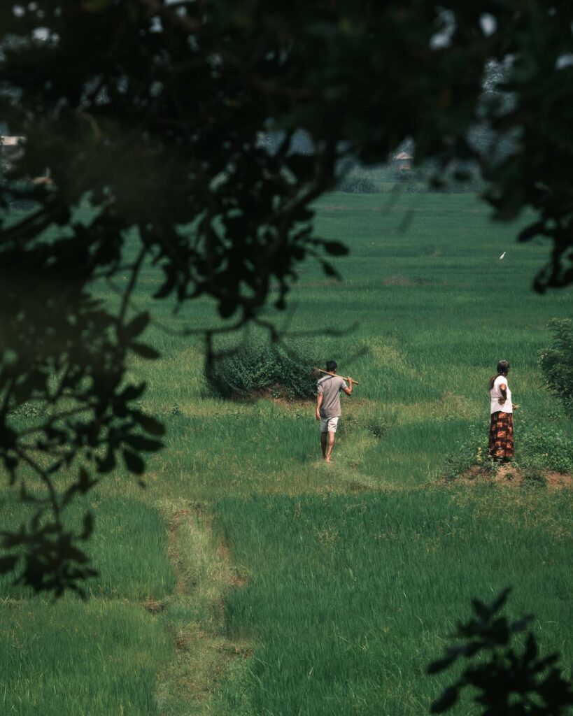 En stilla promenad i området runt Sigiriya King's Resort. Ett risfält med arbetare