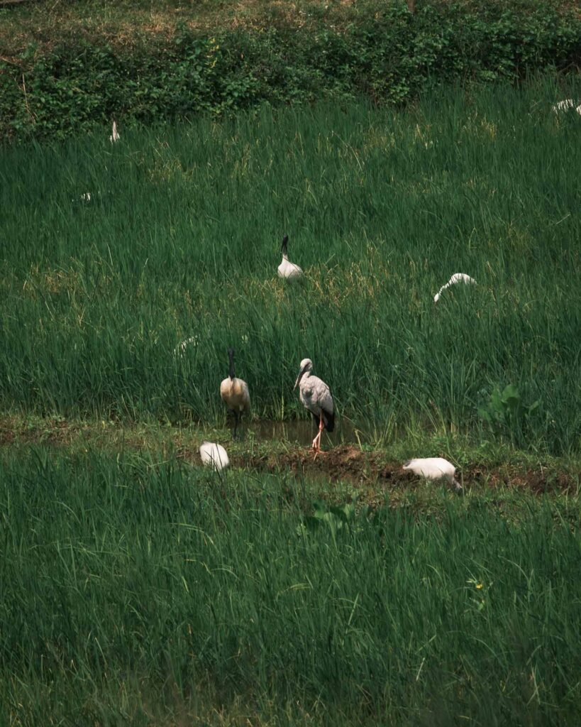 En stilla promenad i området runt Sigiriya King's Resort. En stork i fält