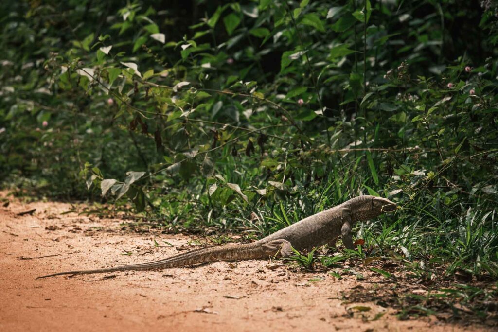 En stilla promenad i området runt Sigiriya King's Resort. En varan som korsar vägen
