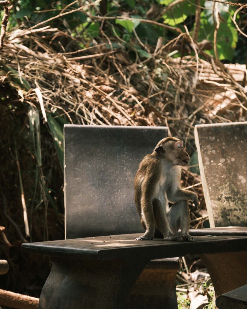 En stilla promenad i området runt Sigiriya King's Resort. Apa i stol